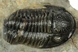 Detailed Gerastos Trilobite Fossil - Morocco #347361-2